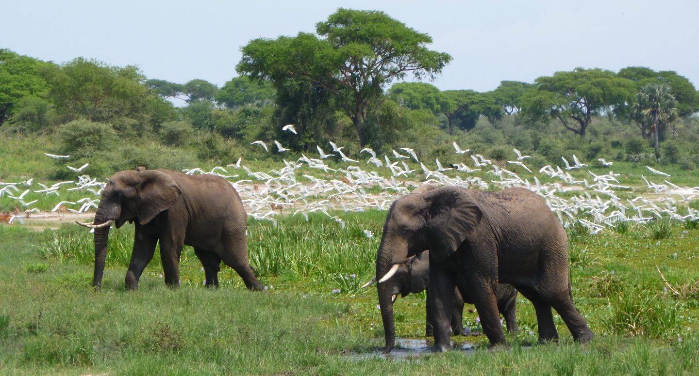 Some of the attractions of the Murchison Falls National Park