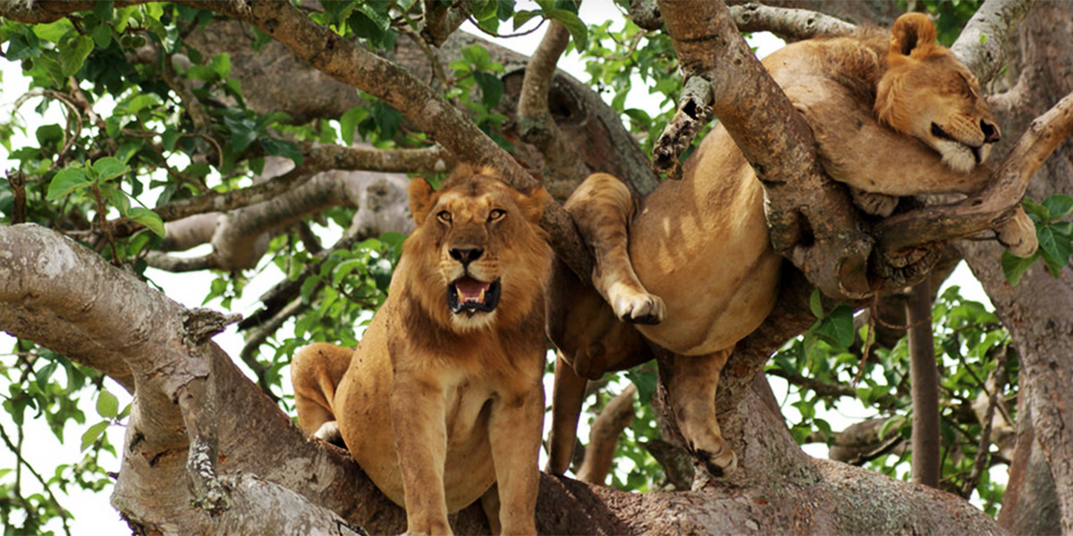 Climbing lions in QENP